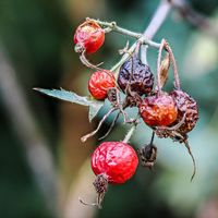 Herbst im Garten_Joachim