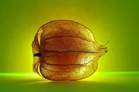 Februar25_Physalis_Holger