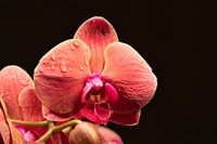 Januar25_Orchidee_Holger